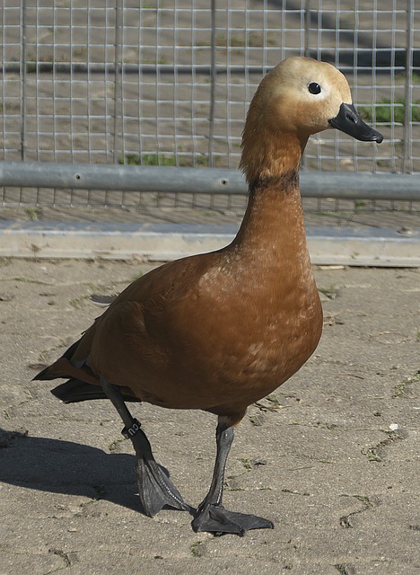 掌握