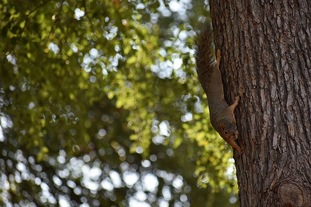 教练可以从 教练可以从